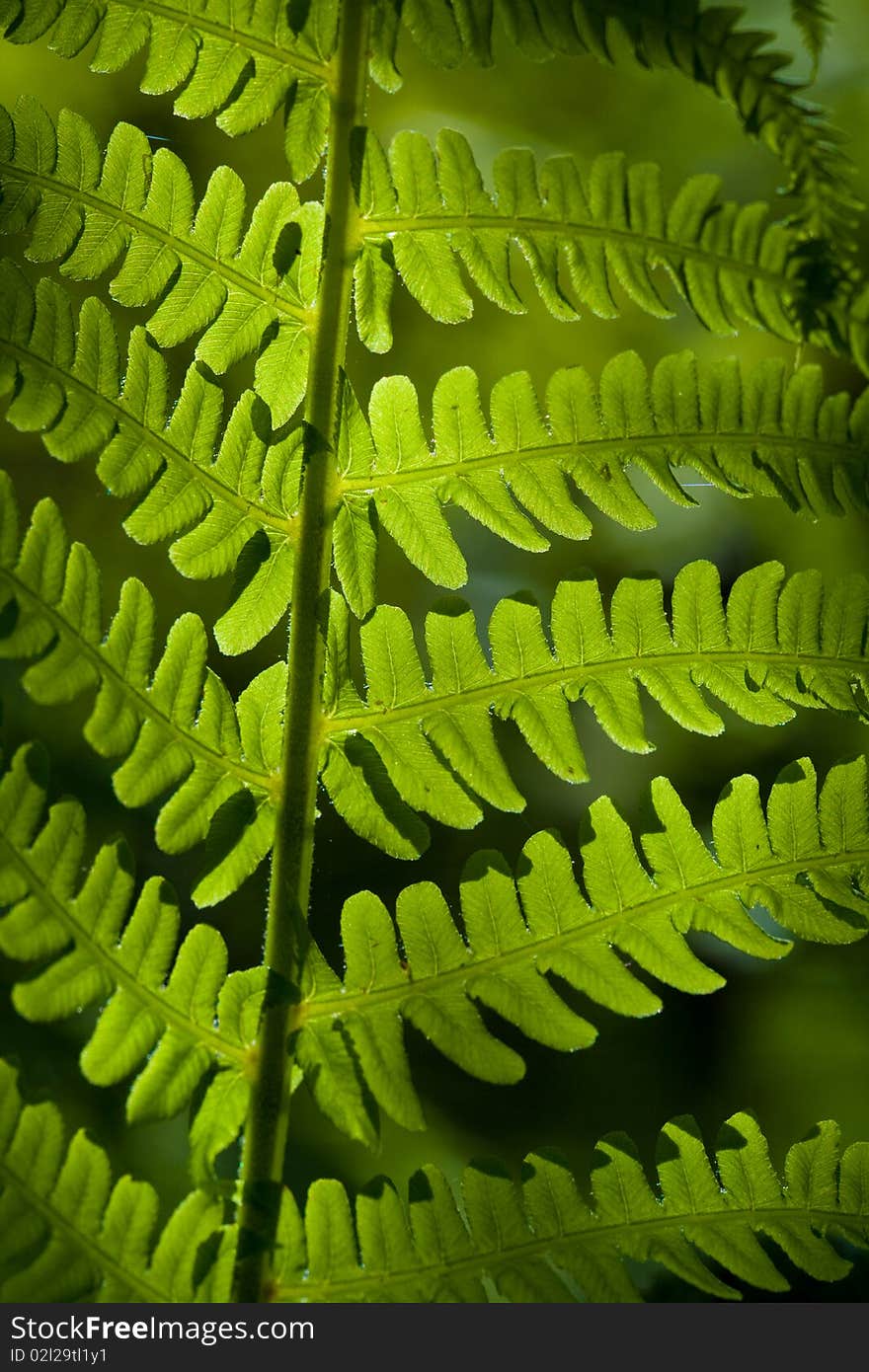 Green leaf on sunlight in anture