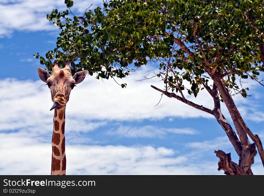 A giraffe against a blue sky.