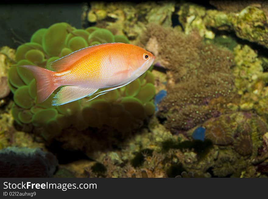 Orange Anthias in Saltwater Aquarium. Orange Anthias in Saltwater Aquarium