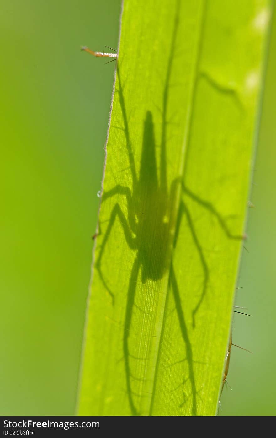 Lynx spider and shadow