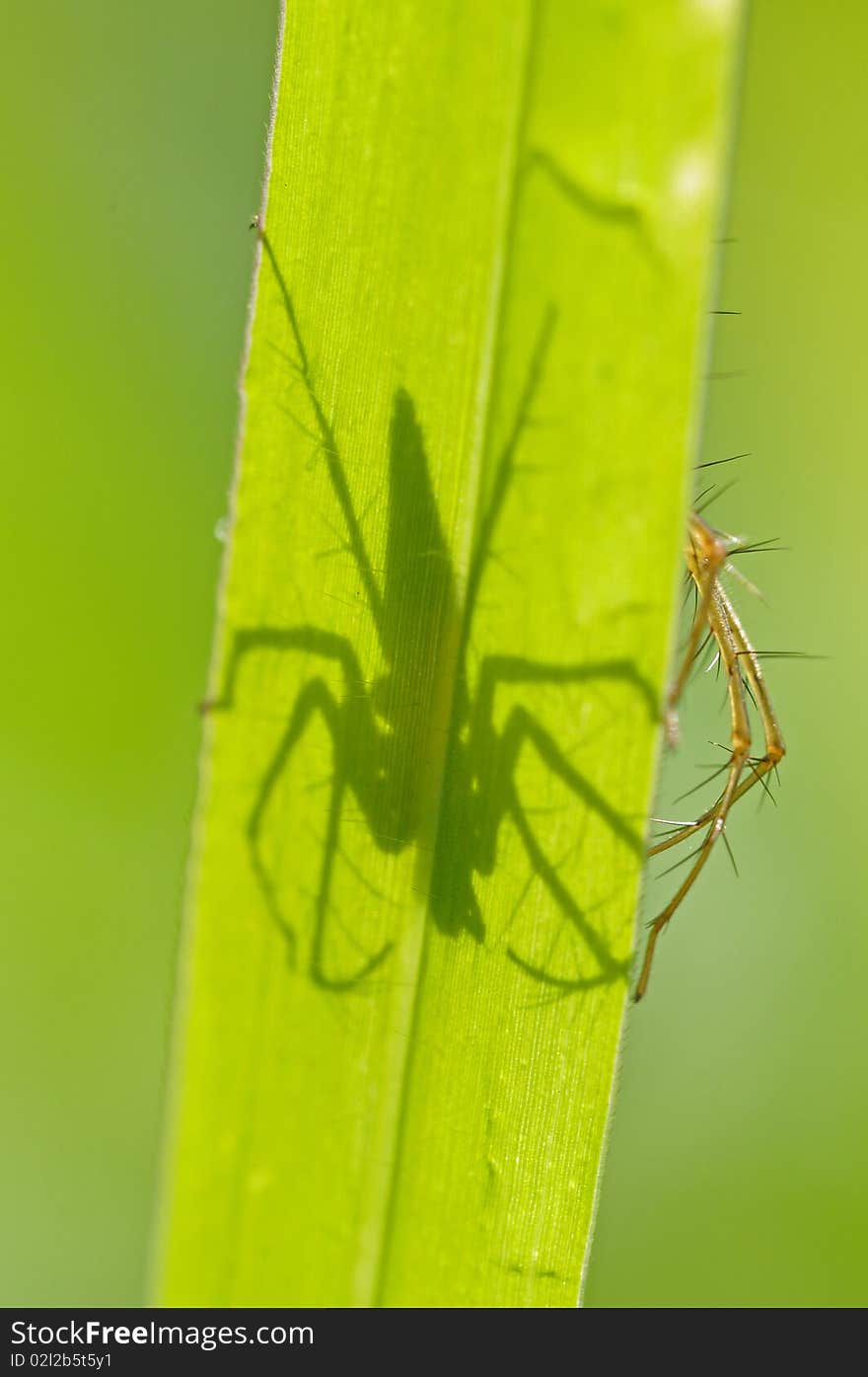 Lynx spider and shadows in the parks