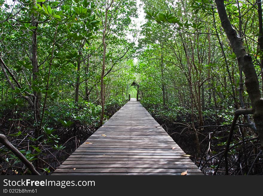 Wood bridge in Thailand mangrove national park image. Wood bridge in Thailand mangrove national park image