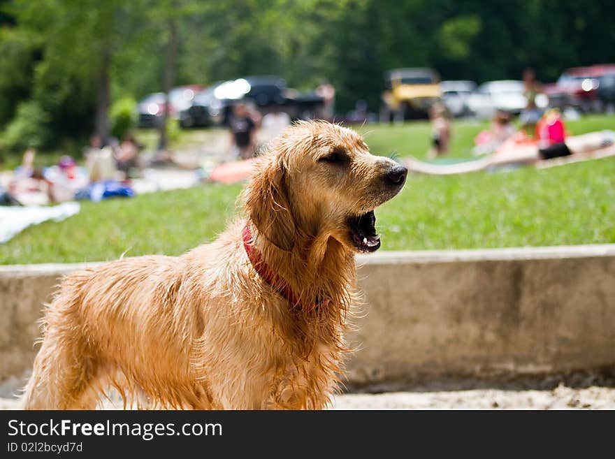 Golden Retriever at the beach