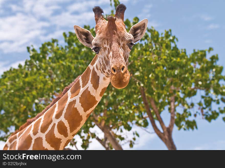 Giraffe