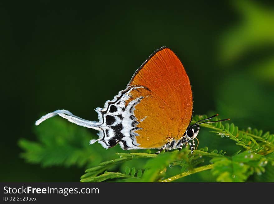 Beautiful butterfly in the parks