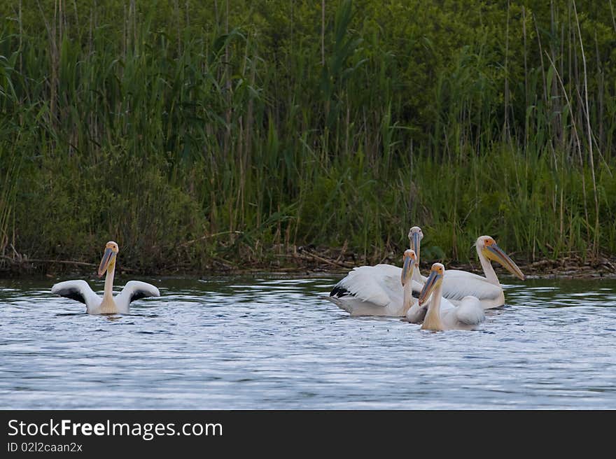 Great White Pelicans