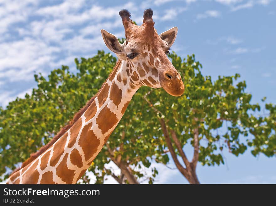 A giraffe against a blue sky.