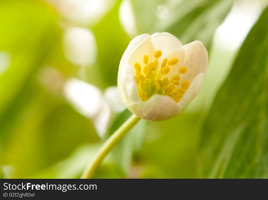 White anemone in green nature