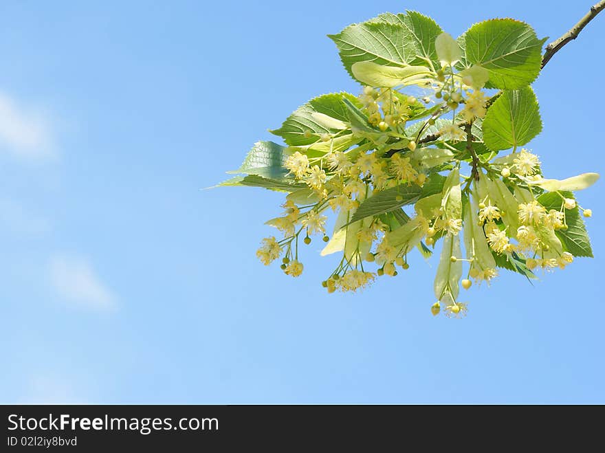 Beautiful flowerses tree limes