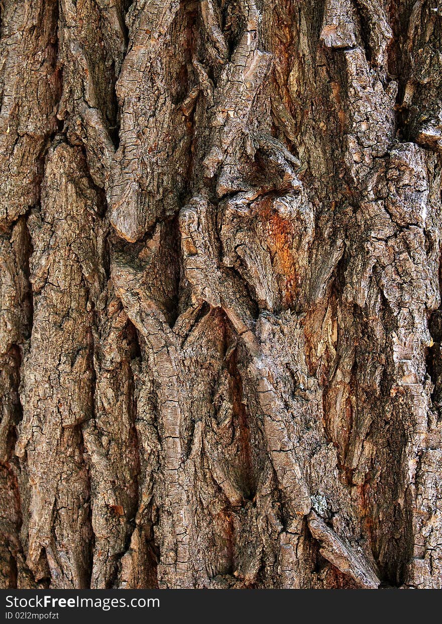 Relief surface and deep cracks on a bark of a tree an oak. Relief surface and deep cracks on a bark of a tree an oak