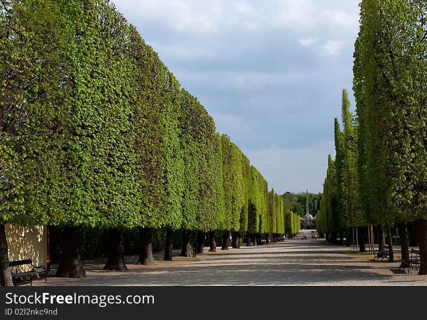 Park of Schonbrunn, trimmed trees, alley at dusk. Vienna, Austria