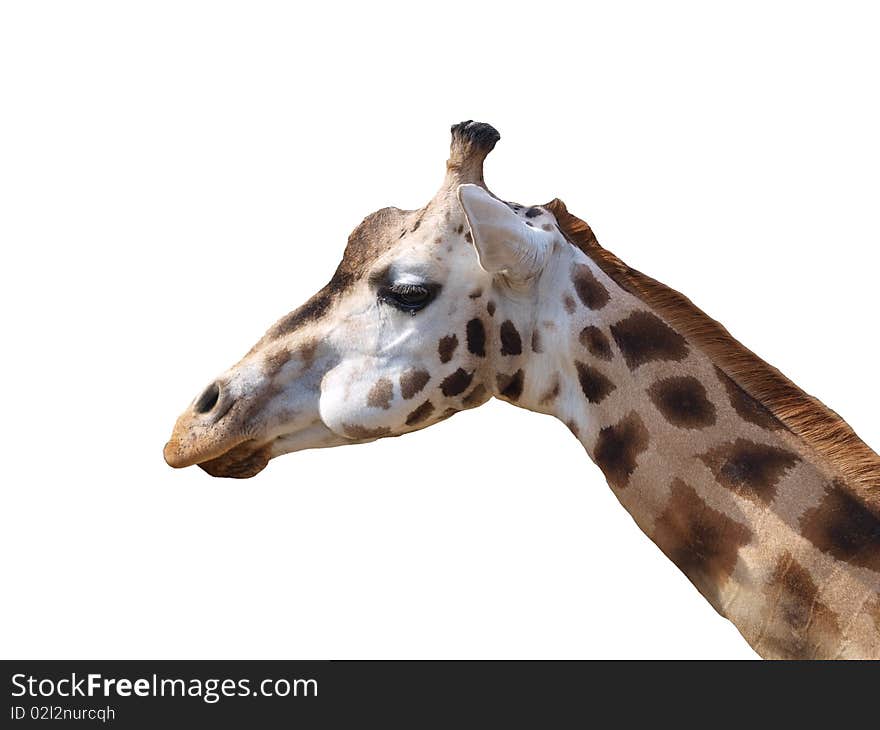 Giraffe on the white background