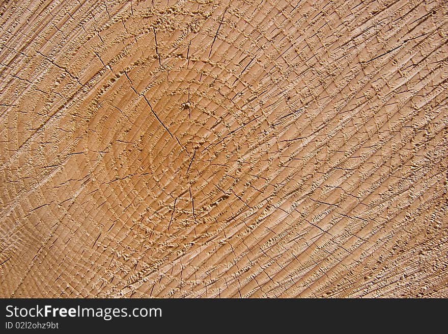 Cut Tree Reveiling the Life and Age of the Tree. Cut Tree Reveiling the Life and Age of the Tree