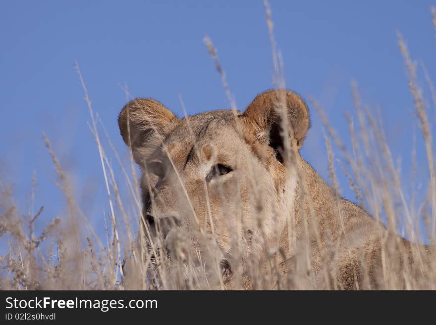 A male lion lying in the grass