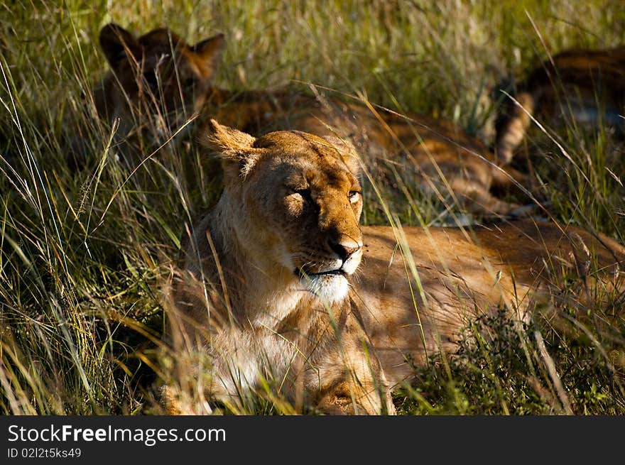 Resting Lioness