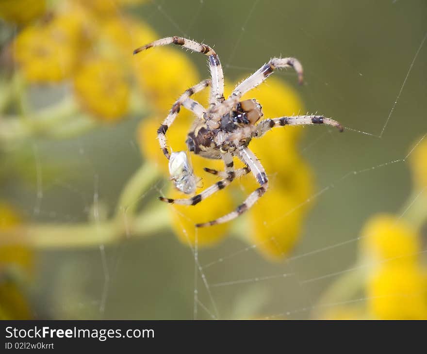 Spider on cobweb. All spiders are hunters, they eat onto different insects