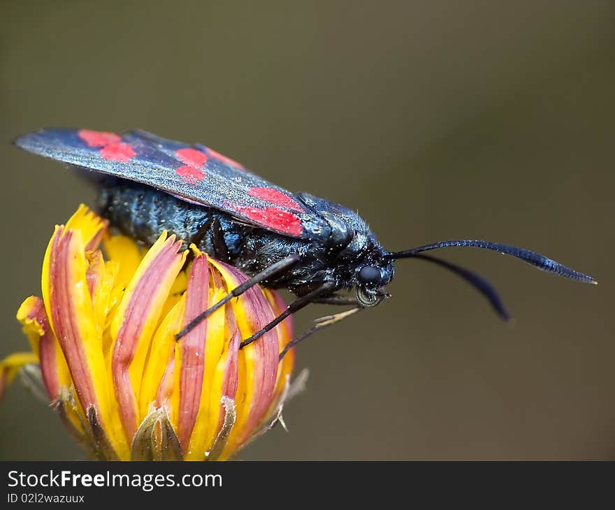 Nature. Poisonous flying moth into day