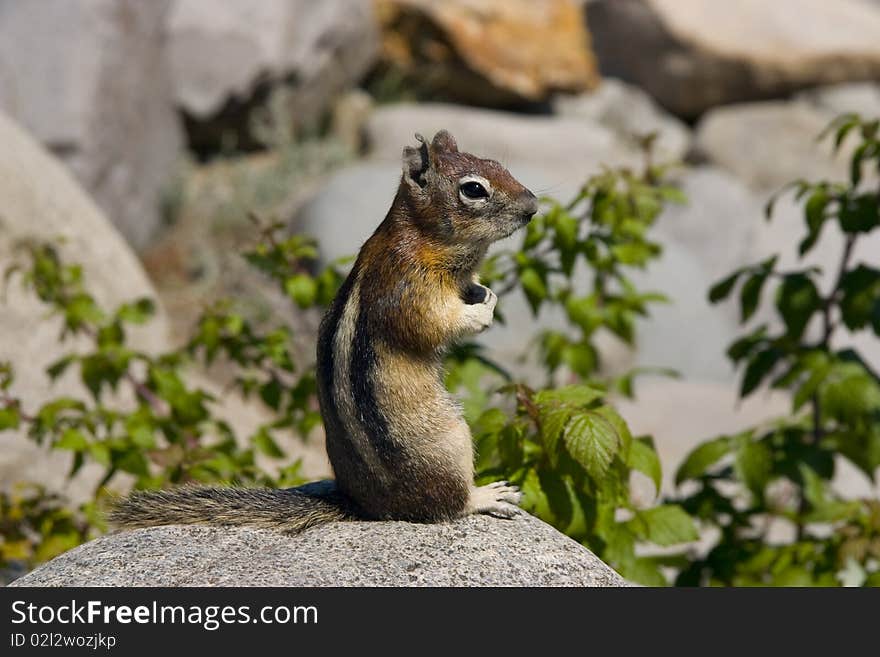 Chipmunk taking some sun on a rock. Chipmunk taking some sun on a rock