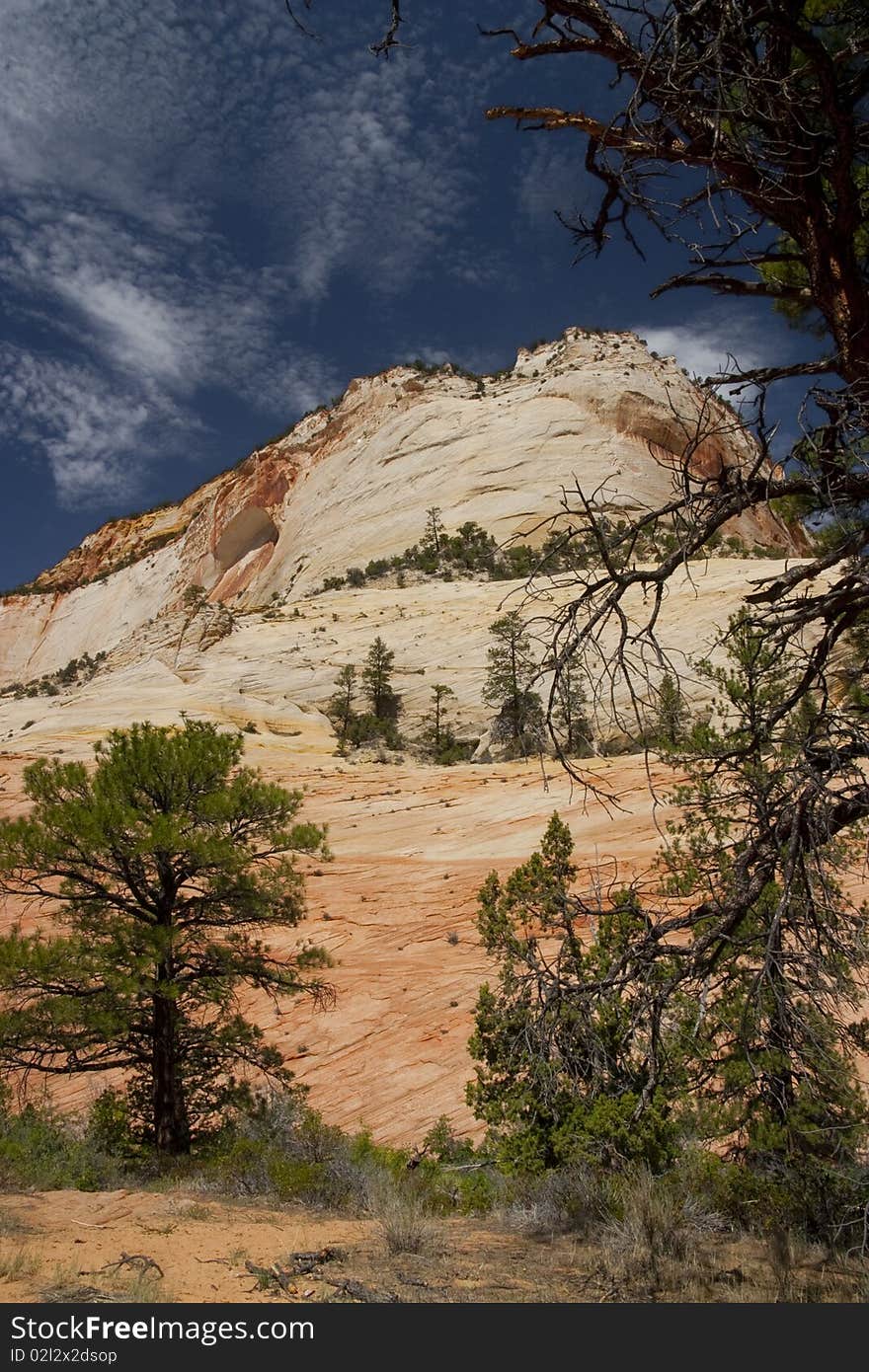 Trees Green Leaves In Front Of Red Sandstone Cliffs, Zion National Park, Utah, USA