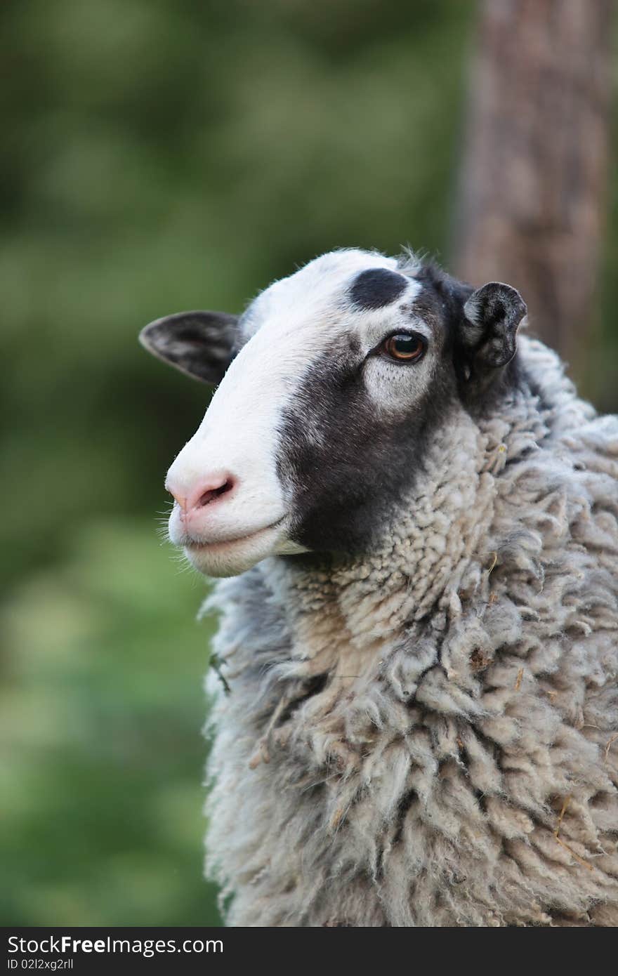 Portrait of sheep on a natural background. Portrait of sheep on a natural background.