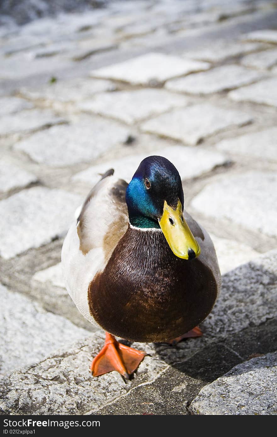 Walking duck