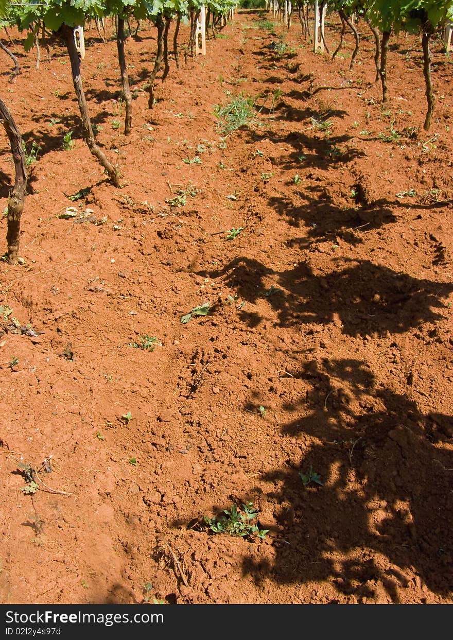 Detail of a young vineyard, grapes growing in the sun, casting shadows on the red soil 

*RAW format available at request