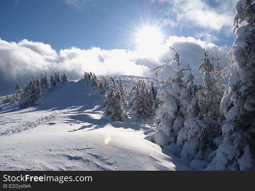 Fur-trees on a mountain winter slope in a mountain landscape with white snow. Fur-trees on a mountain winter slope in a mountain landscape with white snow.