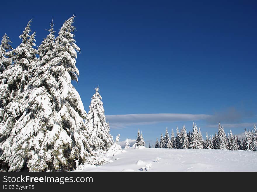 Fur-trees on a mountain winter slope in a mountain landscape with white snow. Fur-trees on a mountain winter slope in a mountain landscape with white snow.