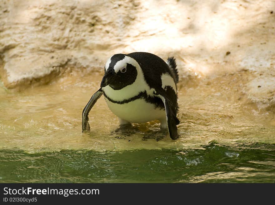 Penguin