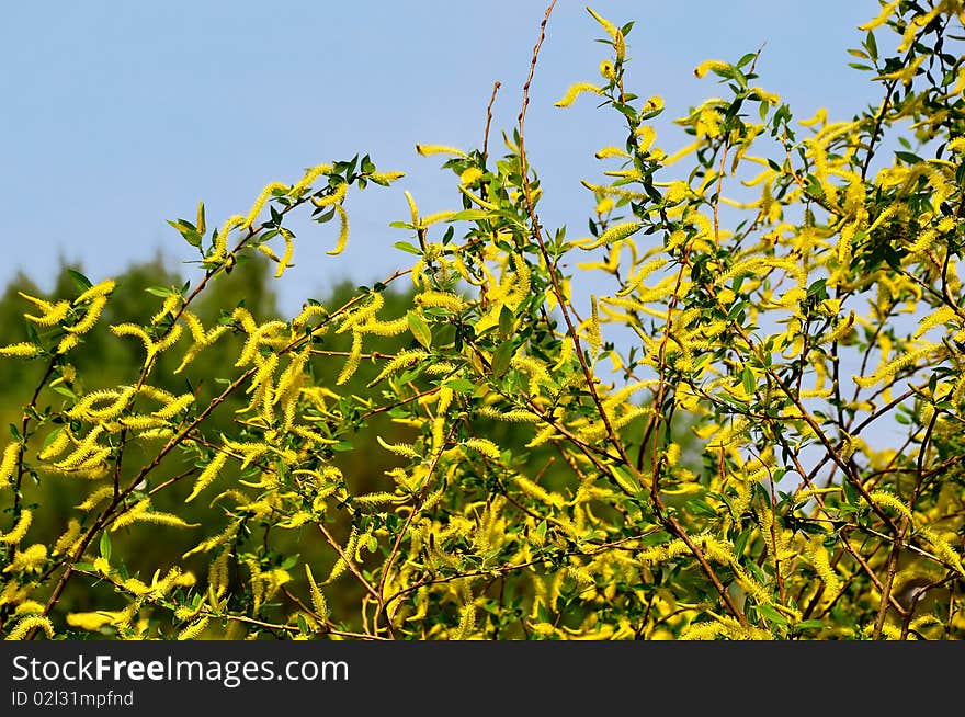 Blossoming willow.