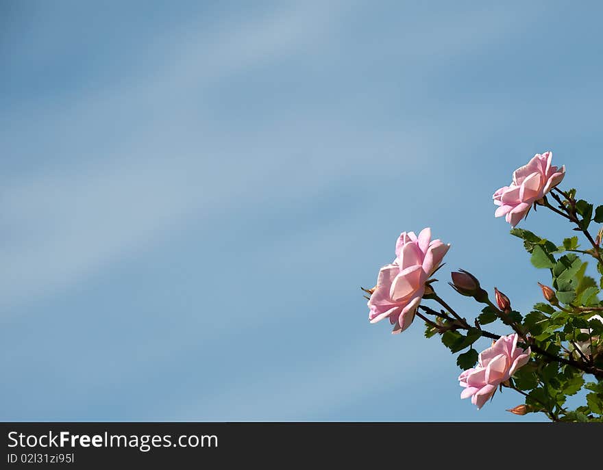 Roses on a background of the blue sky. Roses on a background of the blue sky.