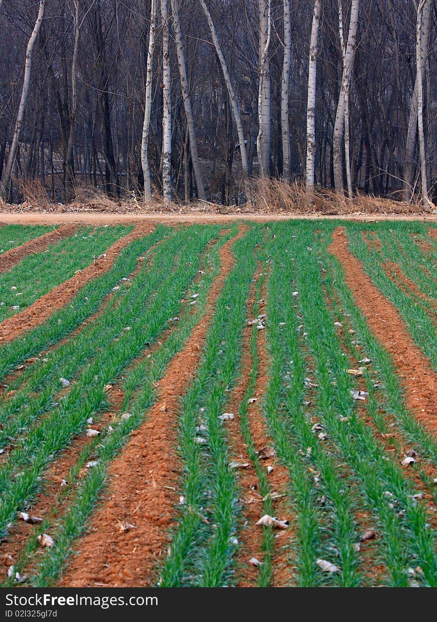 Wheat field and woods in winter.