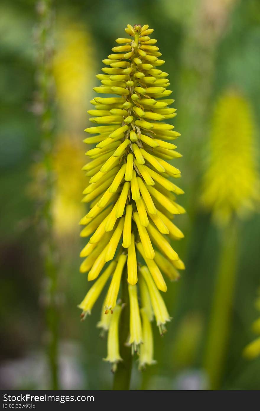 Yellow Spiky Flowers