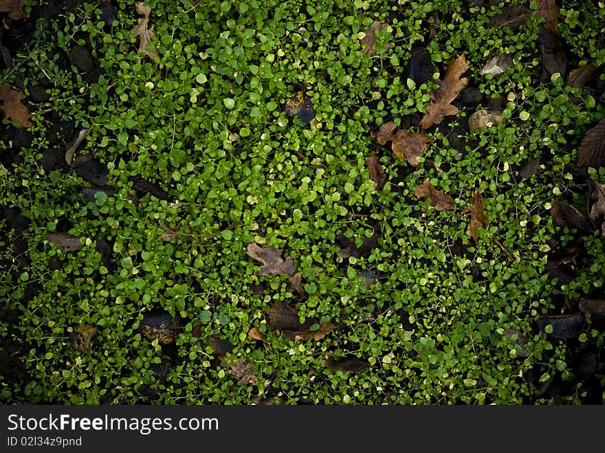 Brown leaves laying on petite green plants ground. Brown leaves laying on petite green plants ground