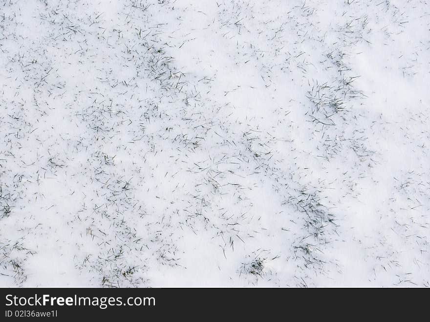 Green Grass Under The Fresh Snow