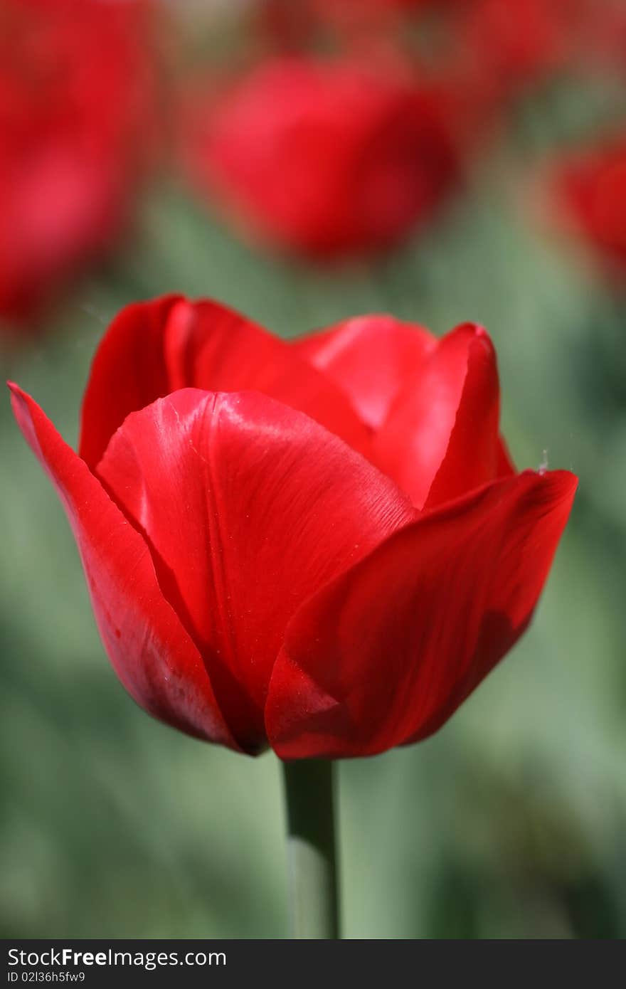 red bright tulip