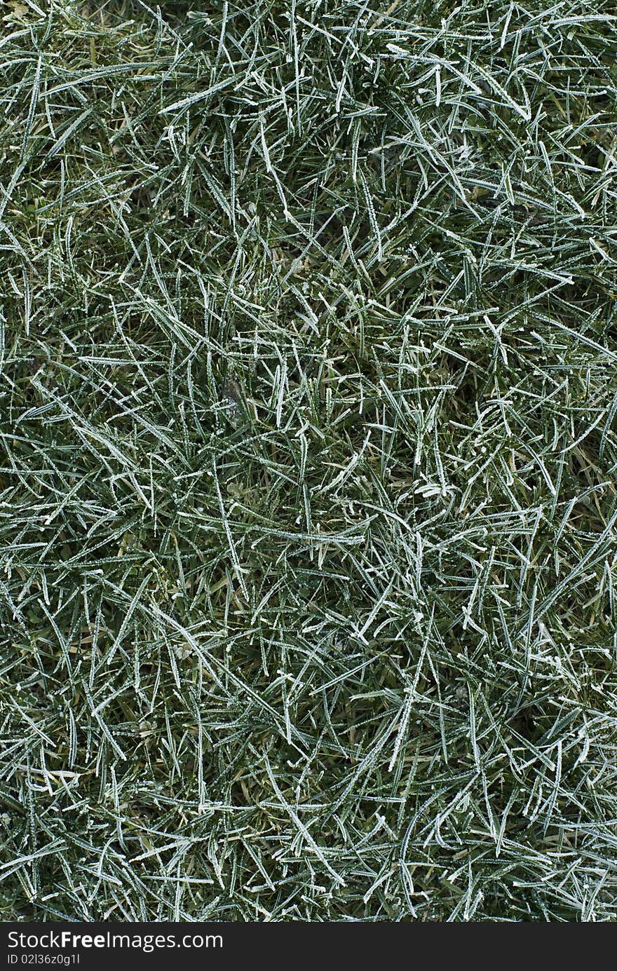 Frozen grass