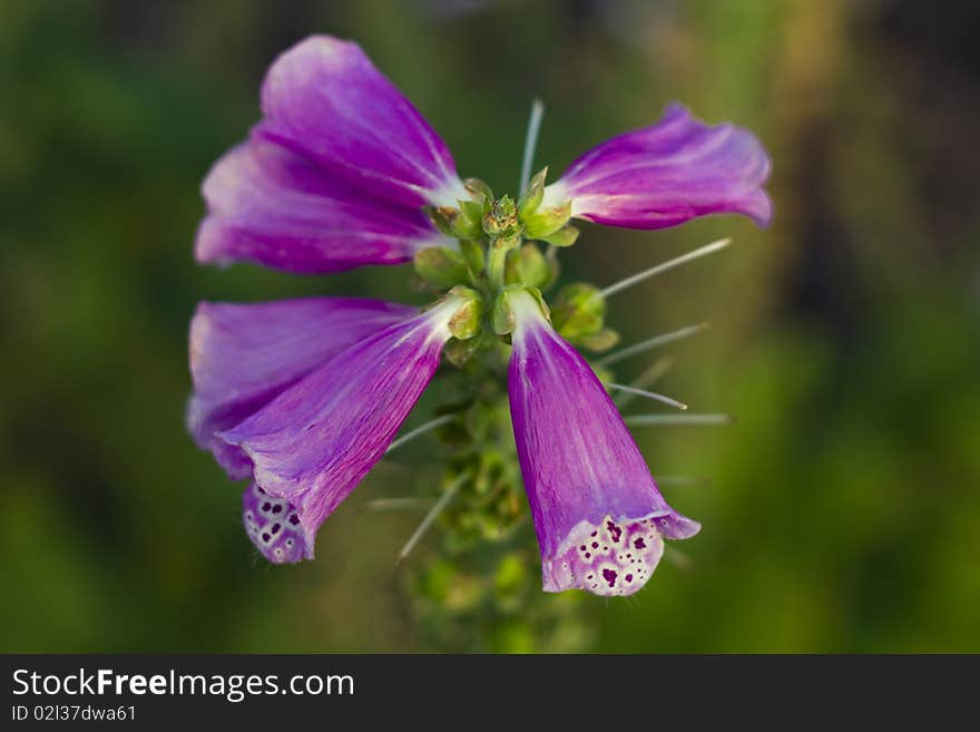 Isolated bautiful bell flowers