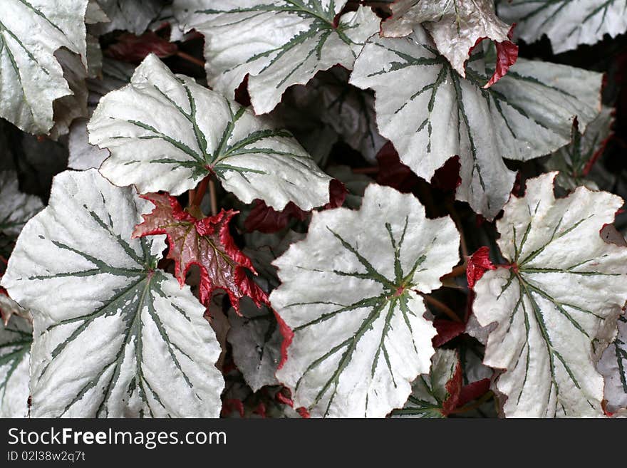 Angel-wing Begonia