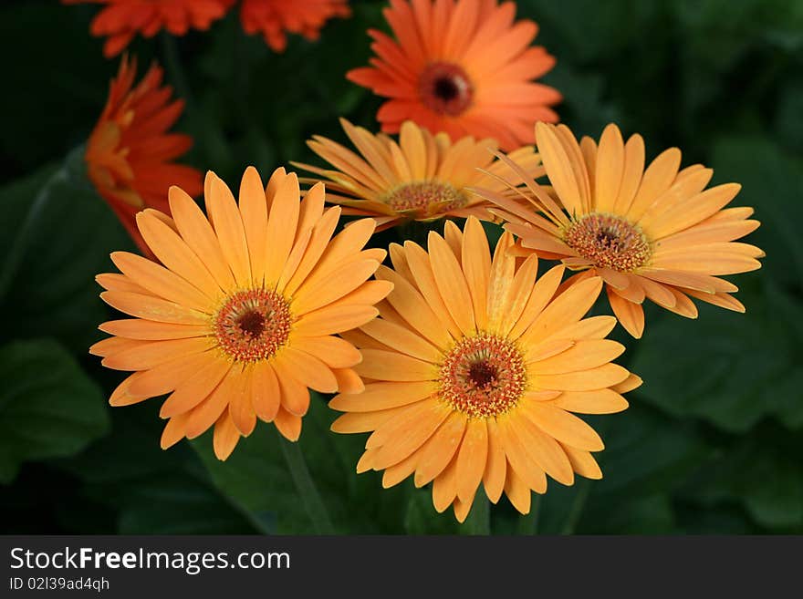 Herbera daisy flowers in a garden