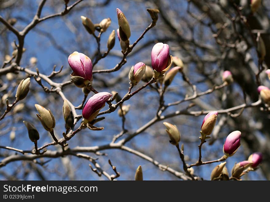 Magnolia