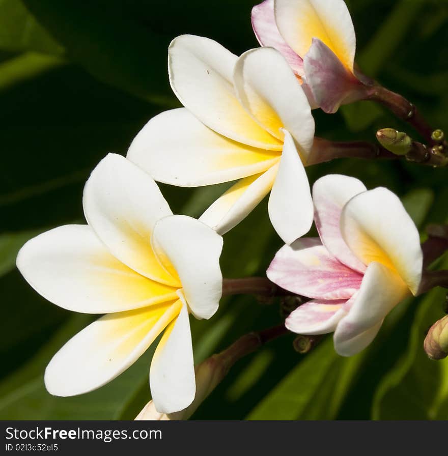 These are 4 white Frangipani flower in the afternoon, Thailand.