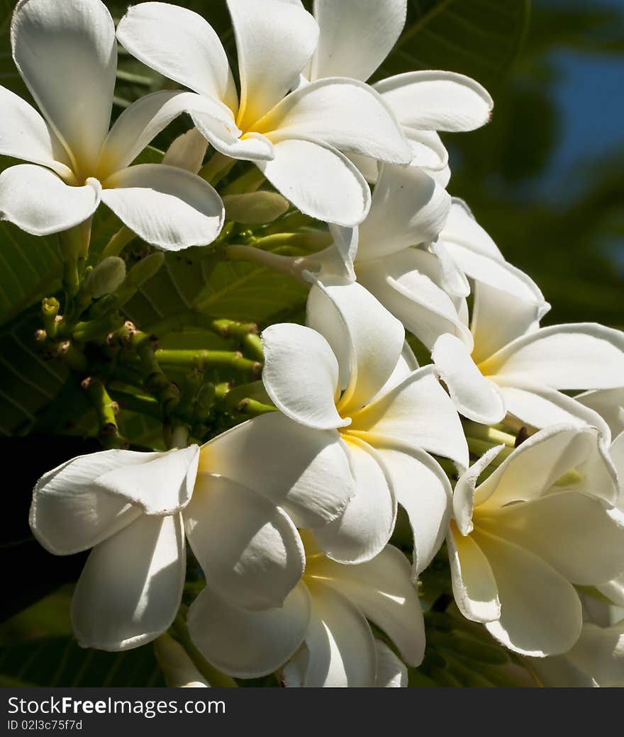 These are white Frangipani flowers in the afternoon, Thailand.