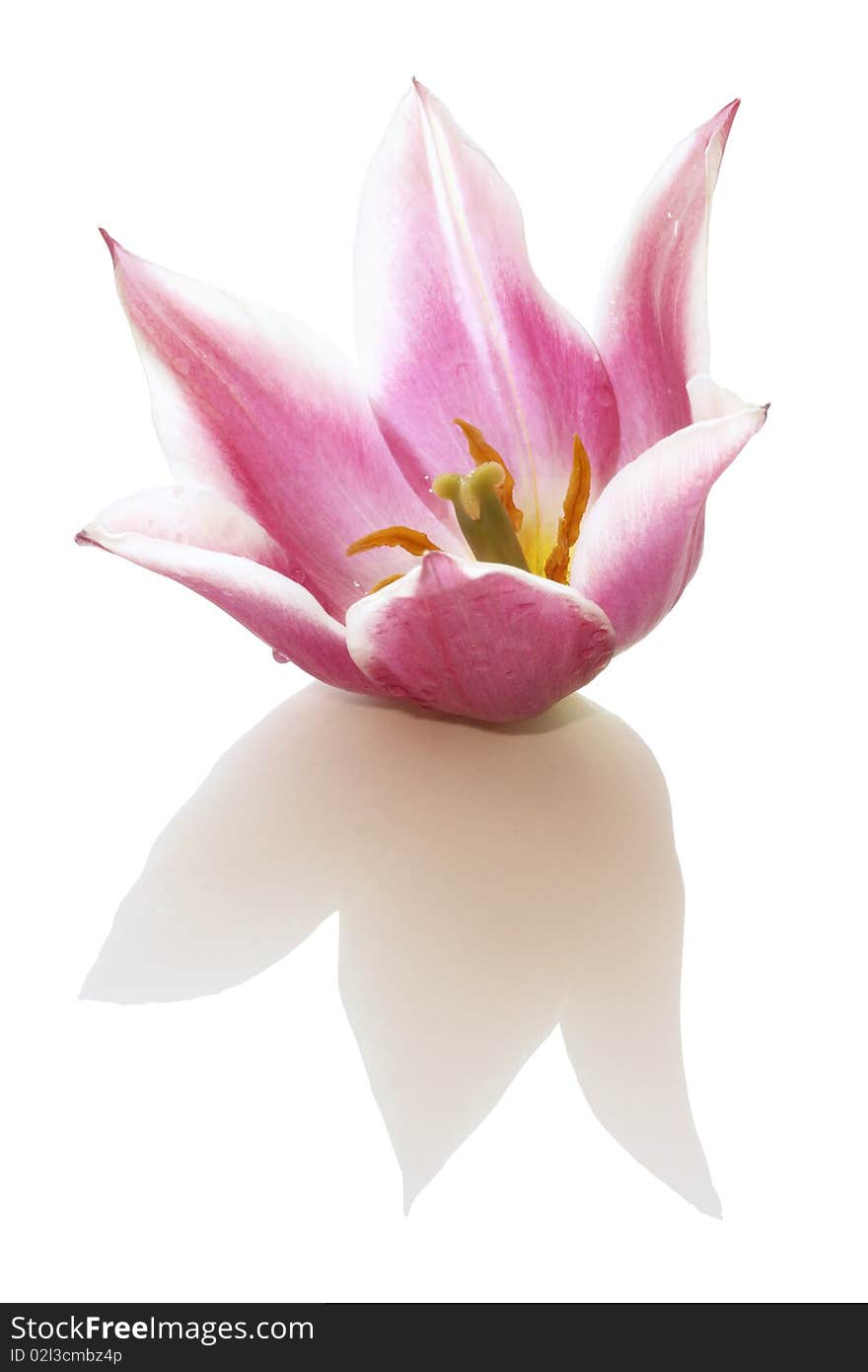 Tulip bud