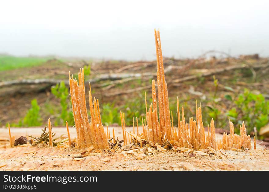 The stump with sharp wood detail. The stump with sharp wood detail.