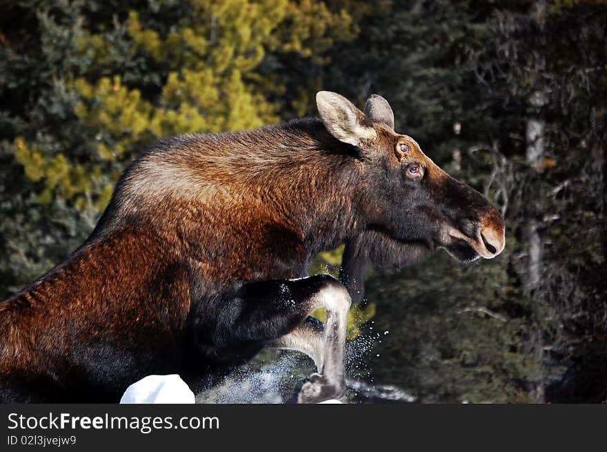 Moose leaping over snowbank in the Canadian Rockies. Moose leaping over snowbank in the Canadian Rockies