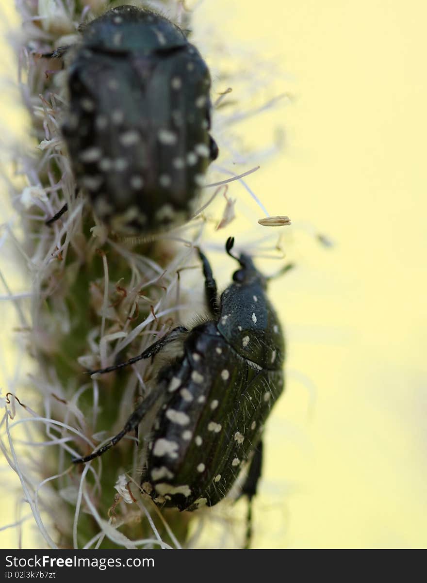 Bug On Green To A Leaf