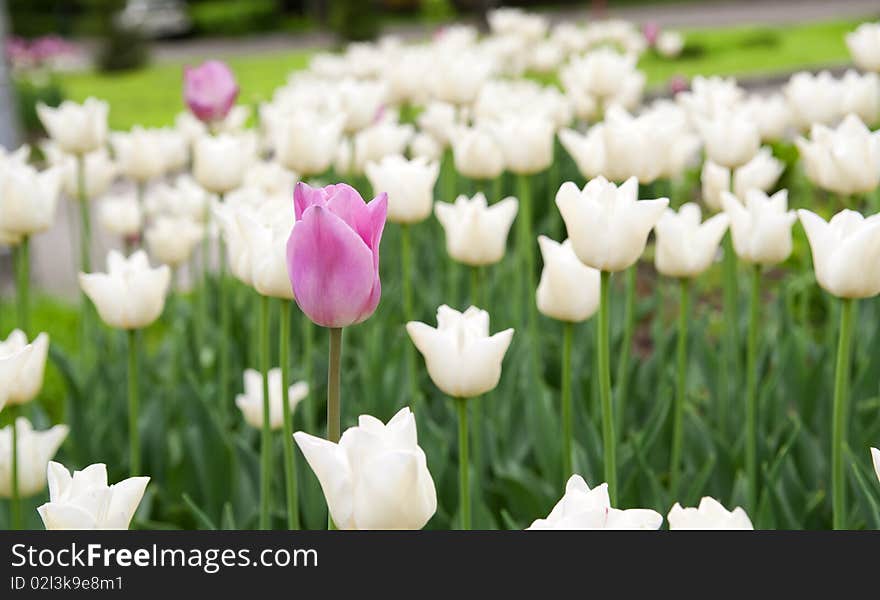 Purple tulips on a background of white flowers. Purple tulips on a background of white flowers