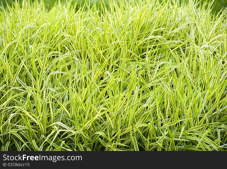 Photo - green grass as a background