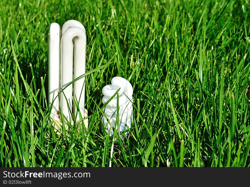 Image of the light bulb that has grown in a green garden. Image of the light bulb that has grown in a green garden